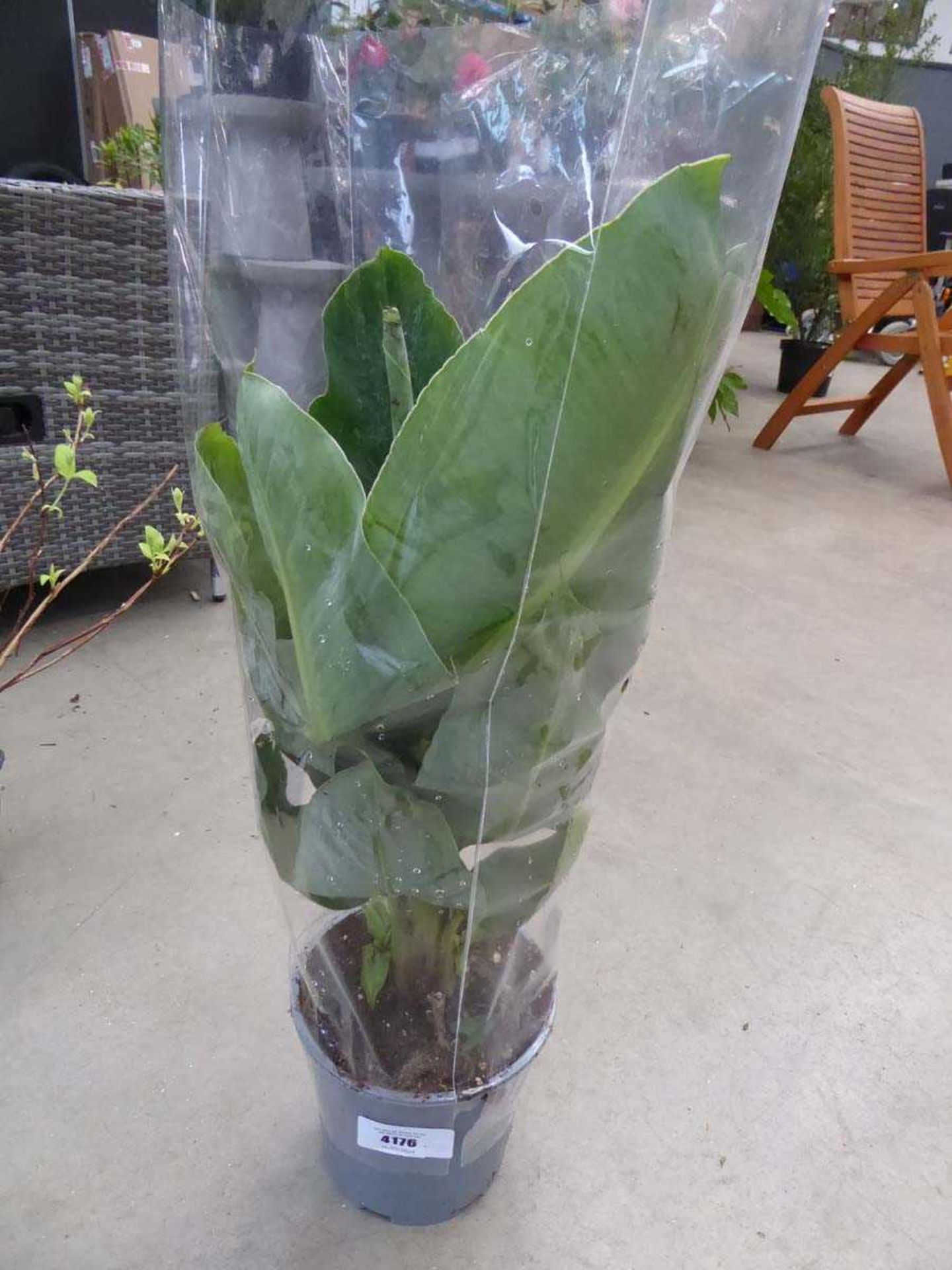 +VAT Potted banana plant