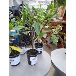 +VAT Potted Daphne plant