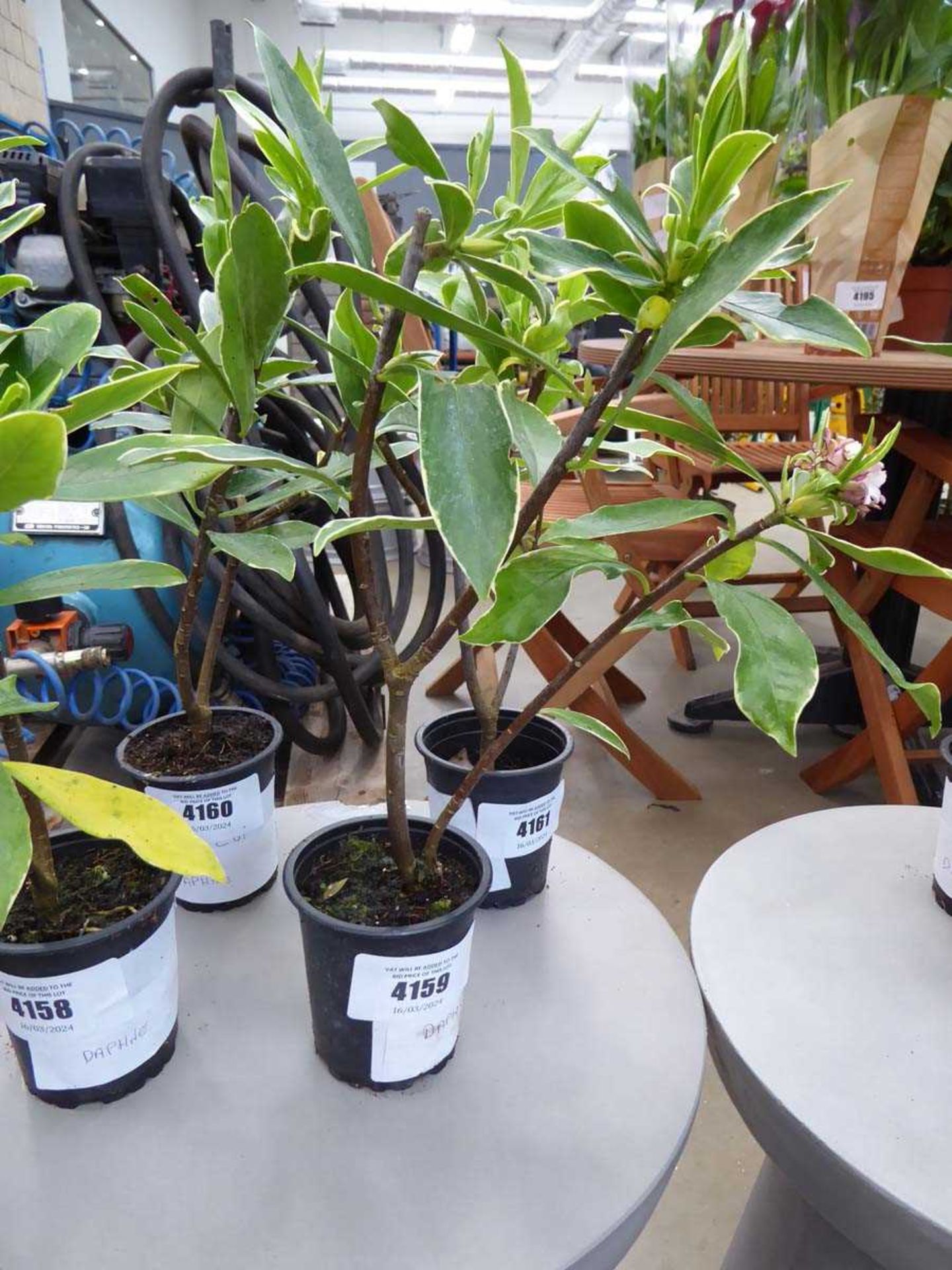 +VAT Potted Daphne plant