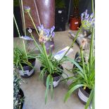 +VAT Agapanthus plant