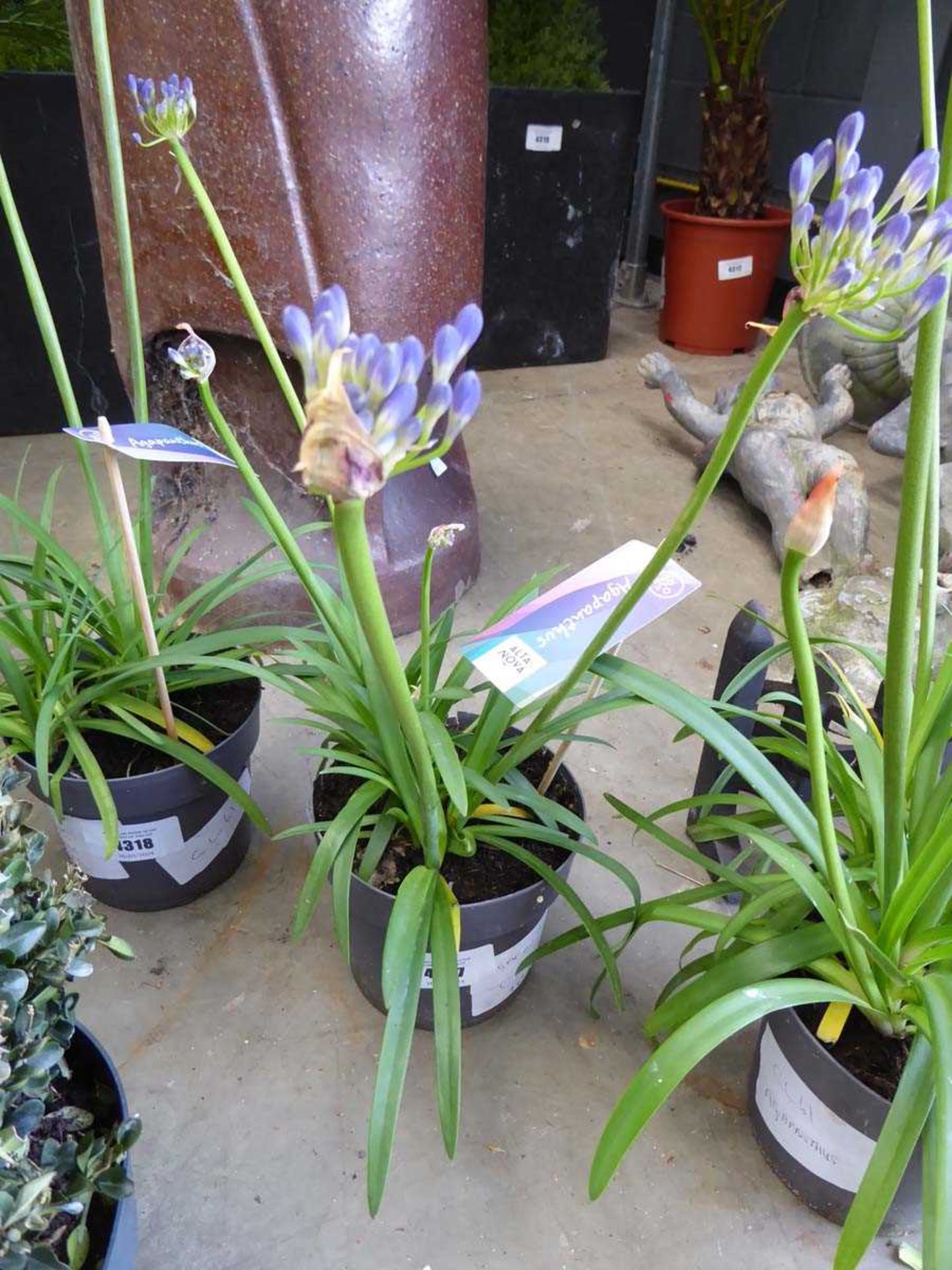 +VAT Agapanthus plant