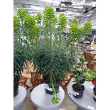 +VAT Potted Euphorbia plant