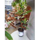 +VAT Potted Daphne plant