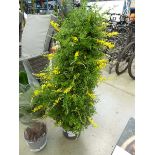 +VAT Potted large Genista yellow plant