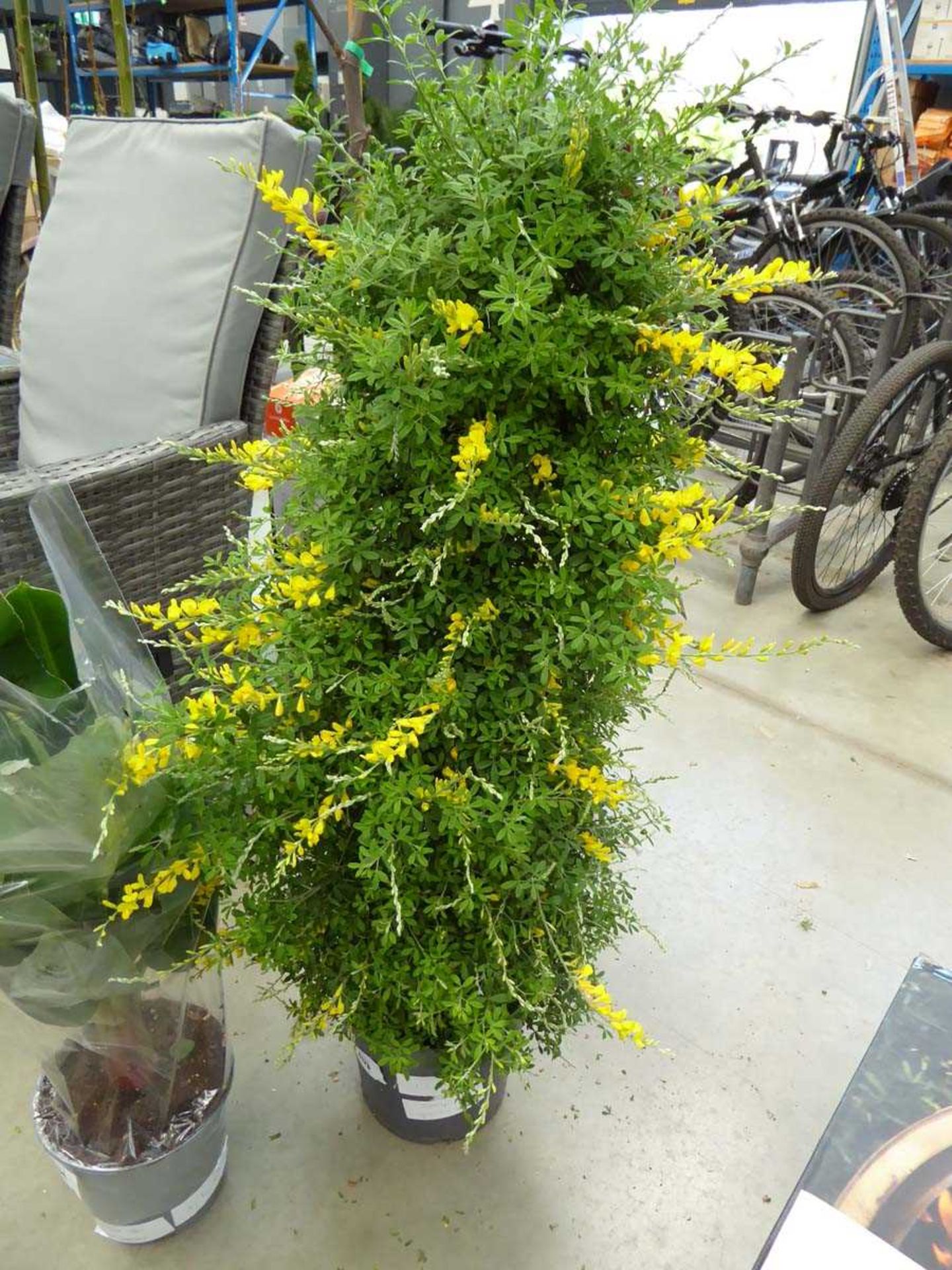 +VAT Potted large Genista yellow plant