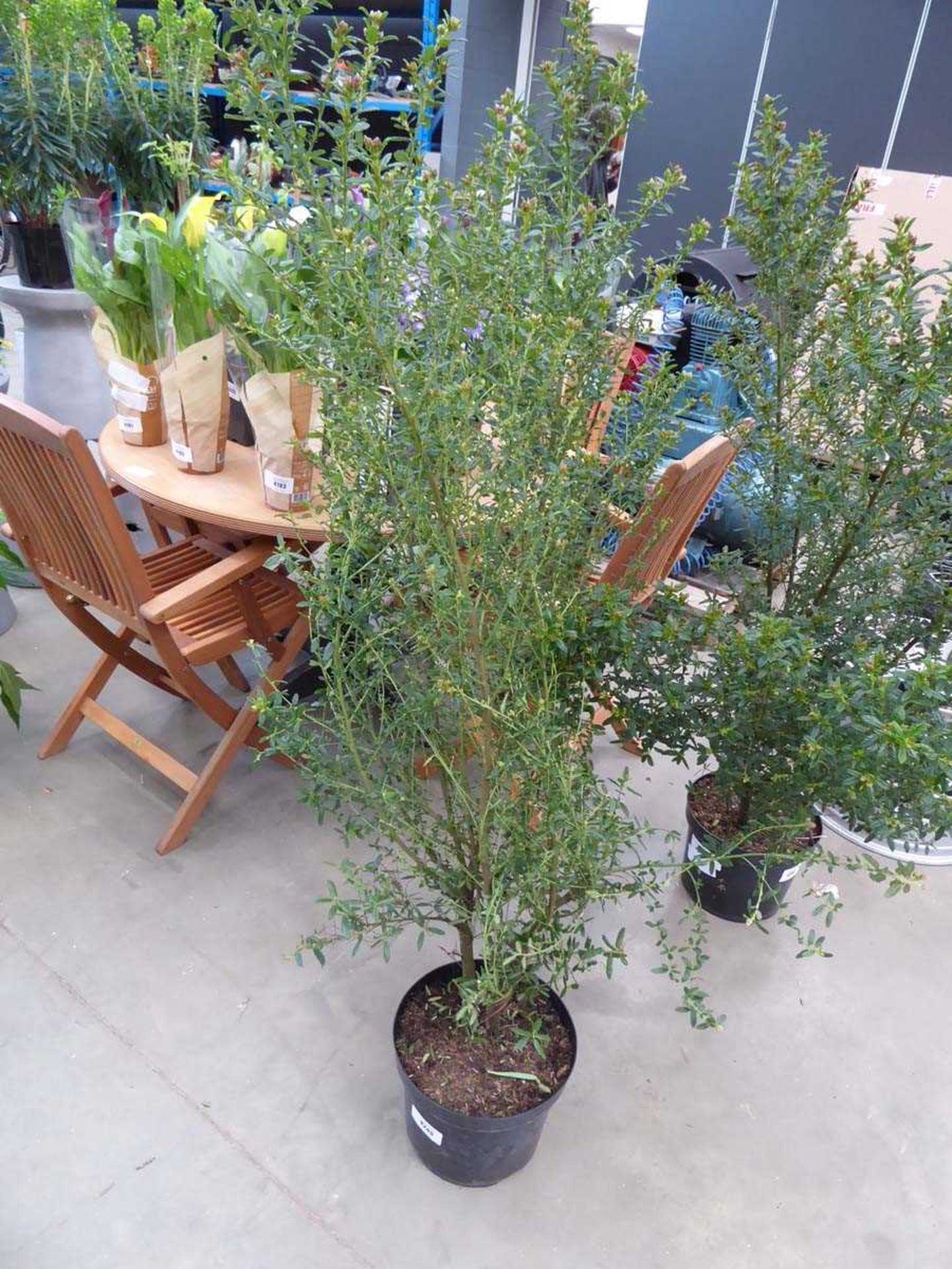 +VAT Large potted Ceanothus