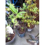 +VAT Potted deutzia