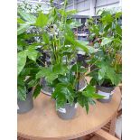 +VAT Potted Fatsia Japonica