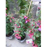 +VAT Potted Fuchsia