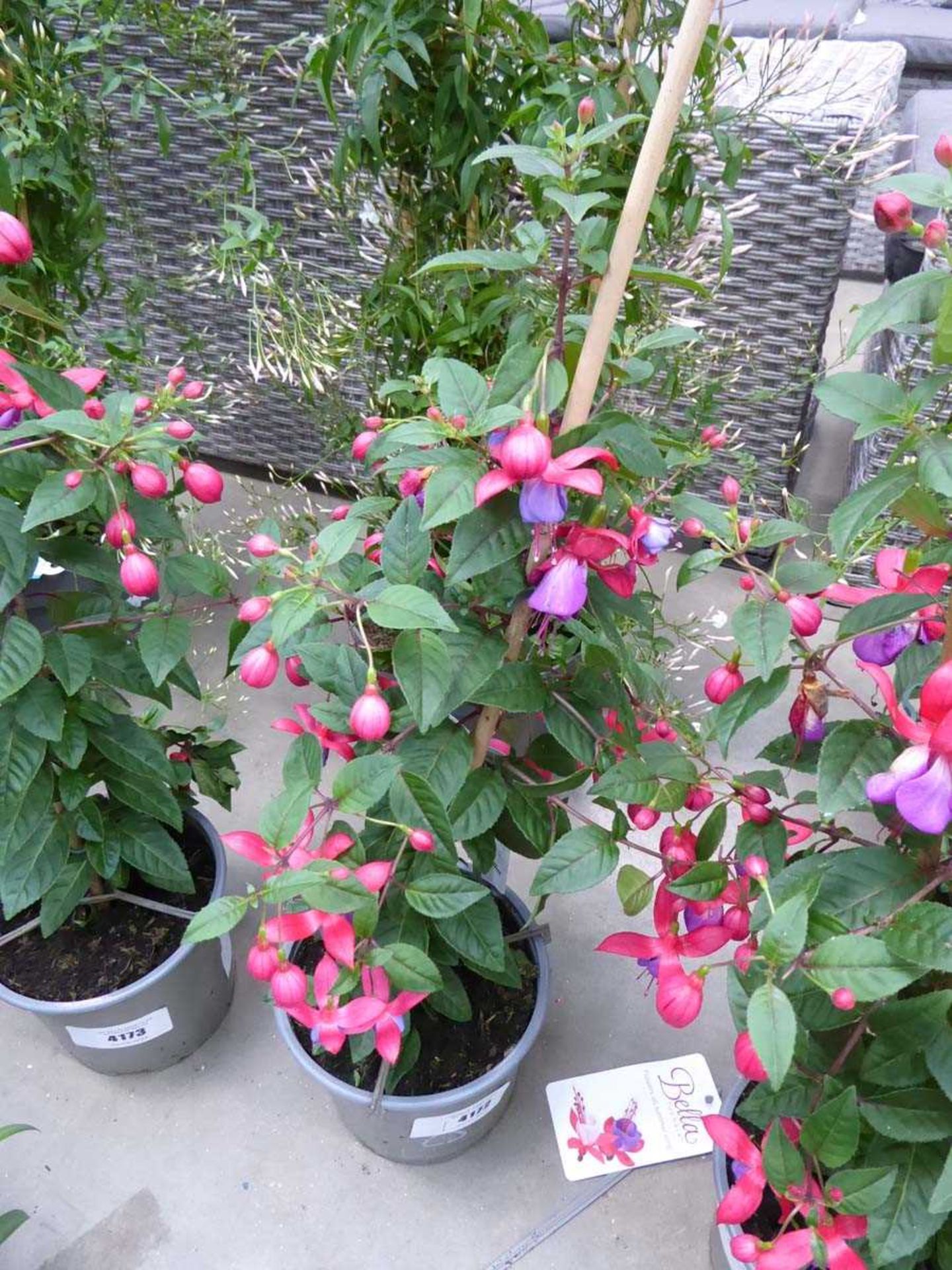 +VAT Potted Fuchsia