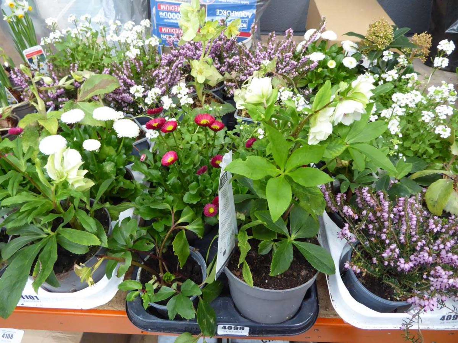 Tray of mixed plants, to include heathers and others