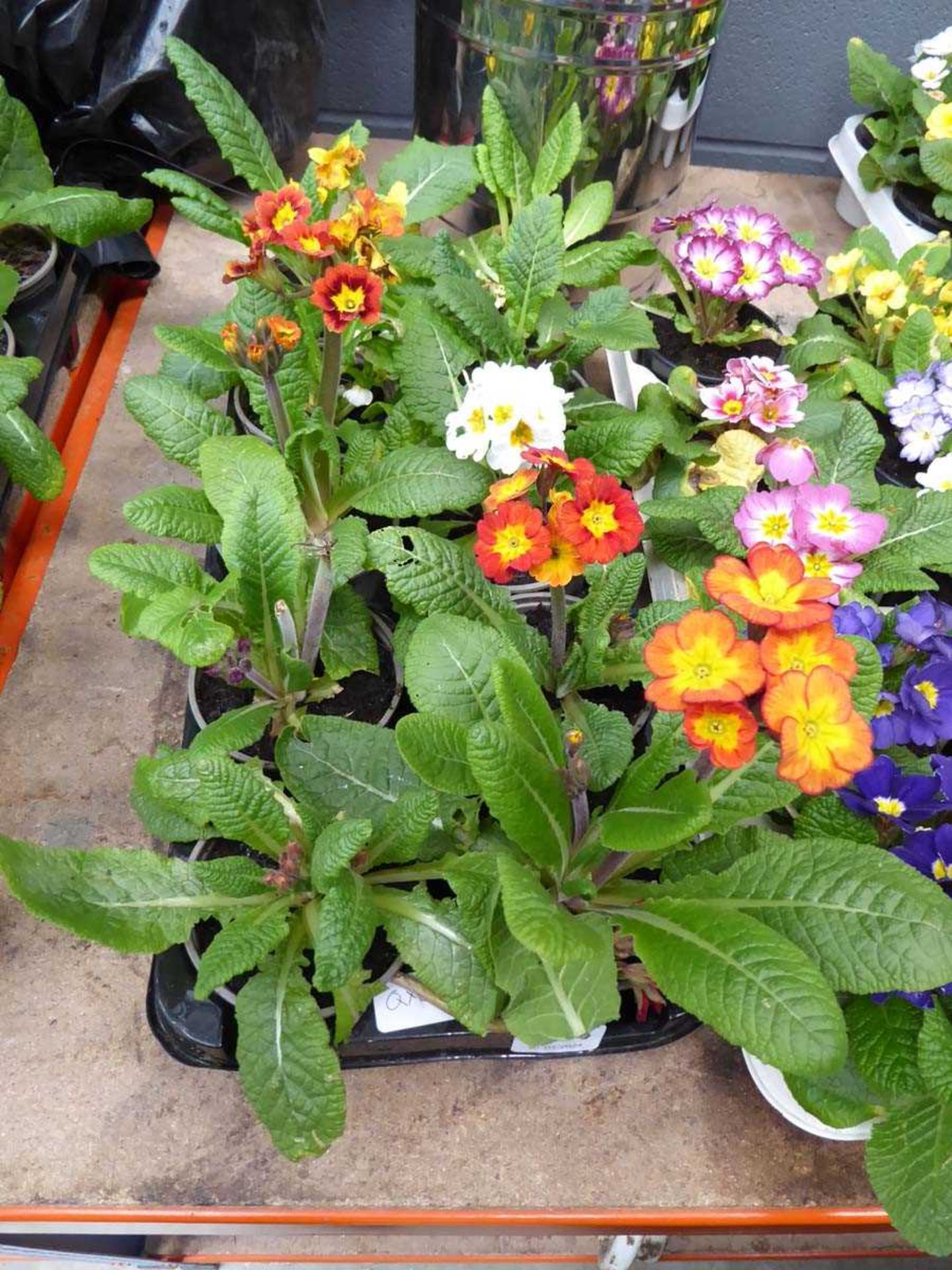 Tray of primroses