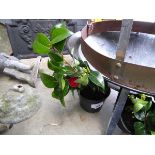 +VAT Potted camellia plant