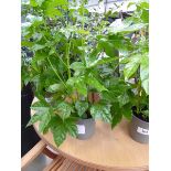 +VAT Potted Fatsia Japonica