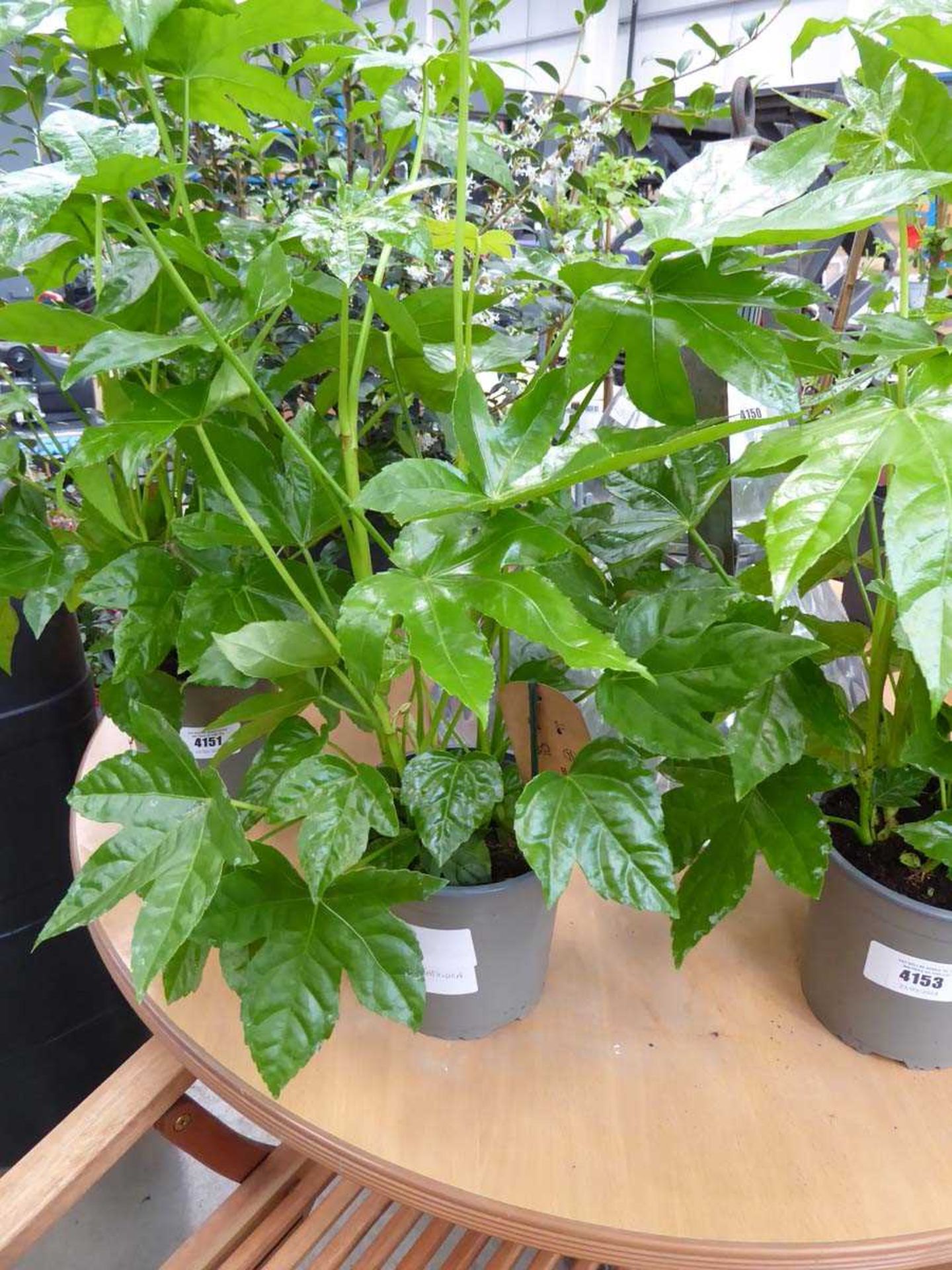 +VAT Potted Fatsia Japonica