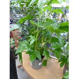 +VAT Potted Fatsia Japonica