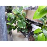 +VAT Potted camellia plant