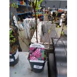 +VAT Potted Deutzia