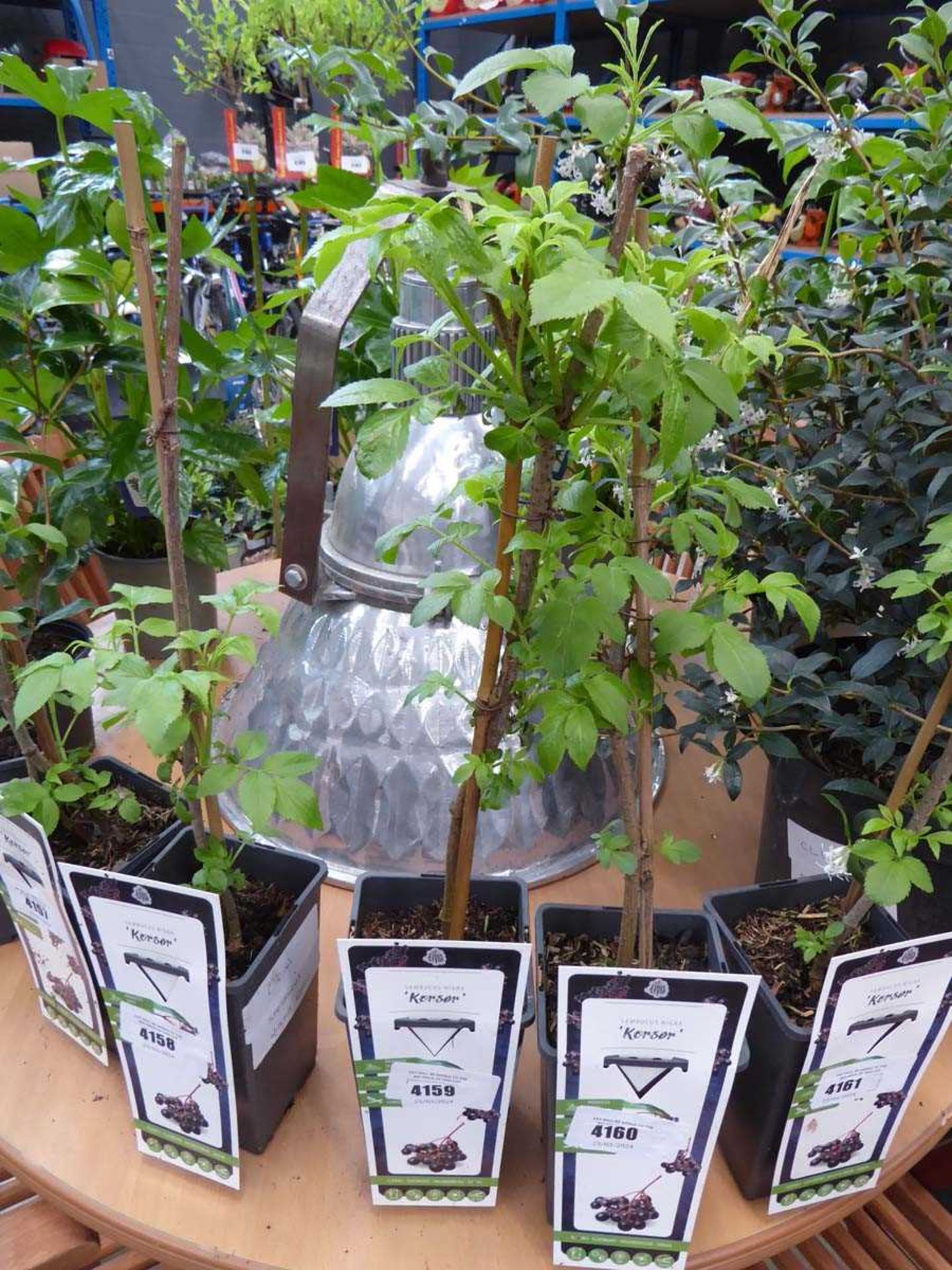 Potted Sambucus Nigra Korso