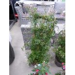 +VAT Large Potted Jasmine