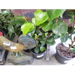 +VAT Potted camellia plant