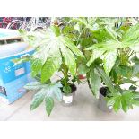 +VAT Large potted Fatsia Japonica