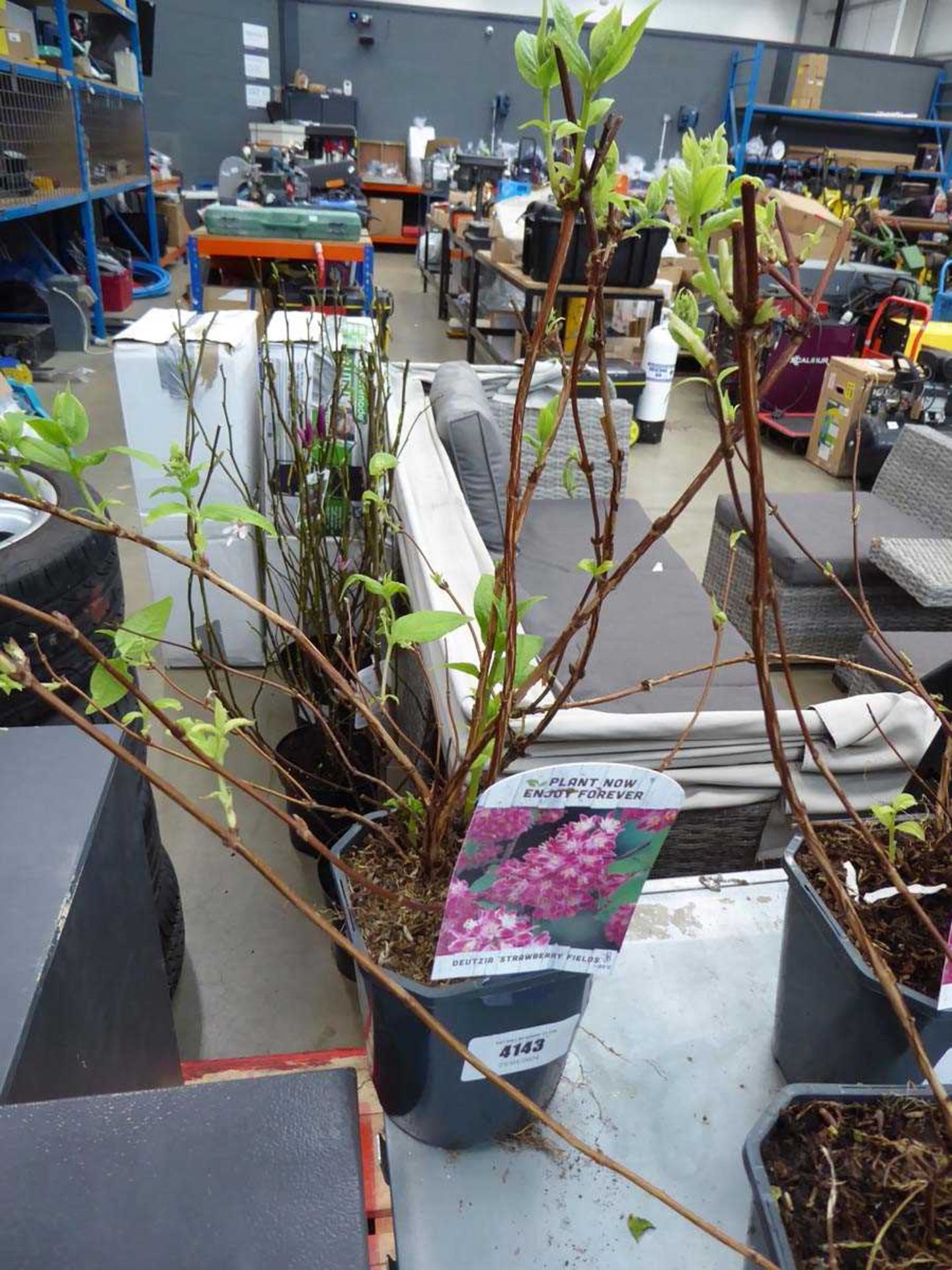 +VAT Potted Deutzia