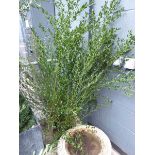 +VAT Large potted ceanothus concha