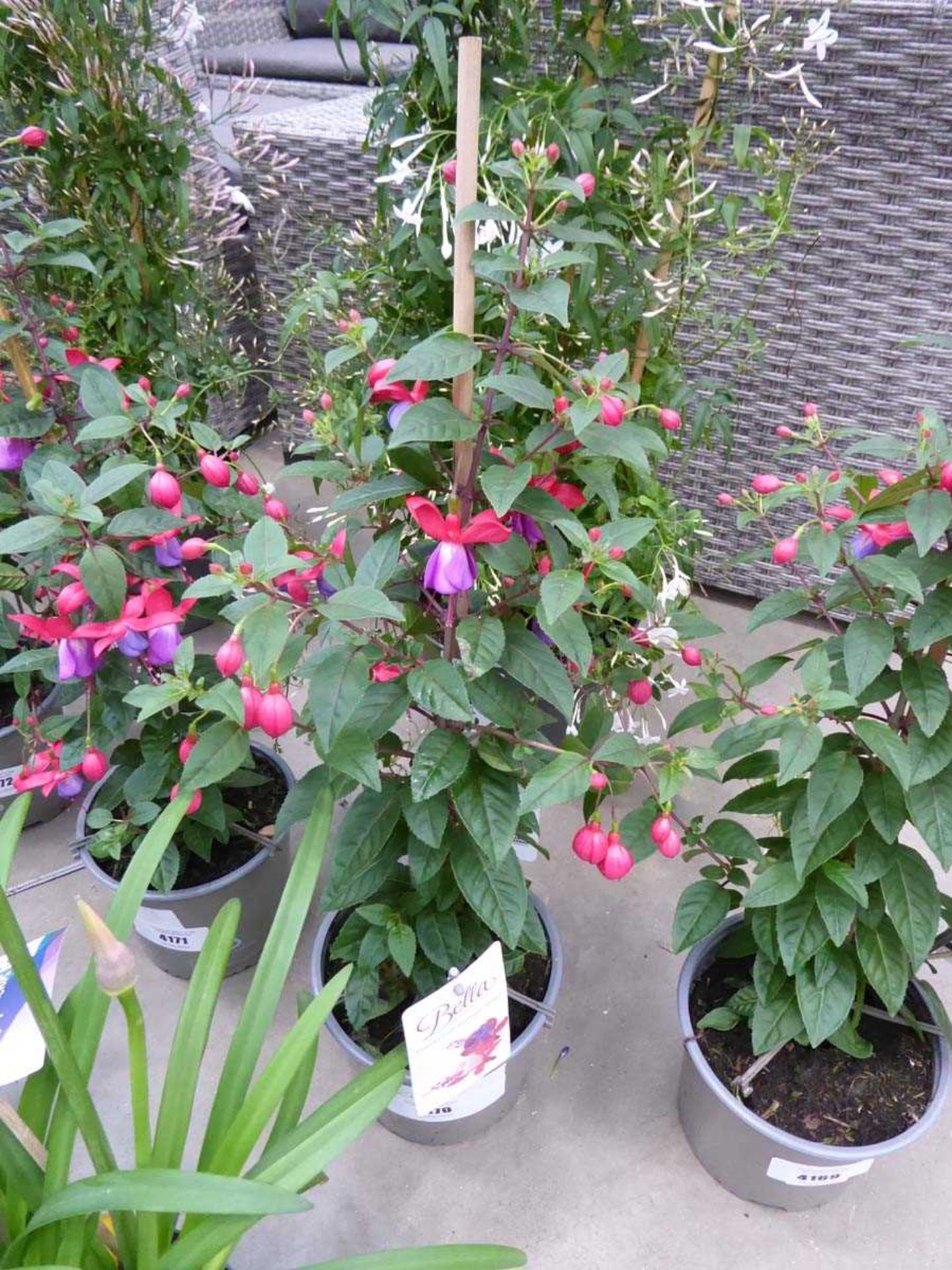 +VAT Potted Fuchsia