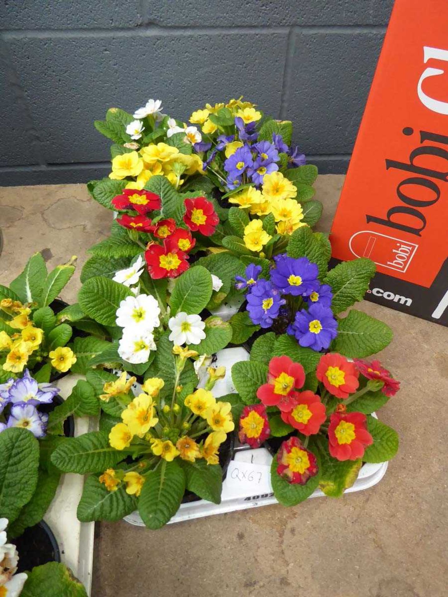 Tray of primroses