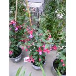 +VAT Potted Fuchsia