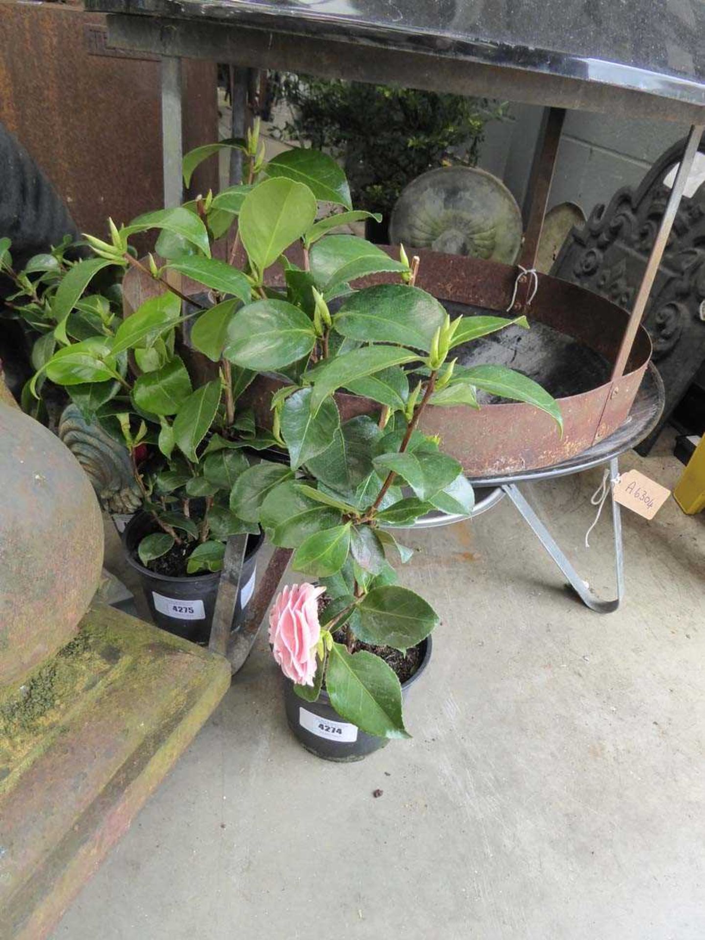 +VAT Potted camellia plant