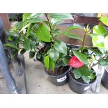 +VAT Potted camellia plant