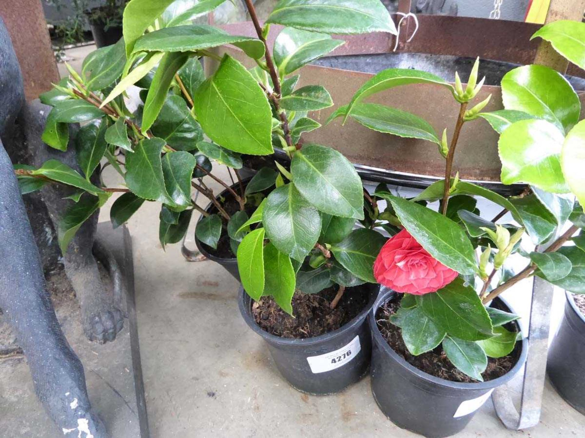 +VAT Potted camellia plant