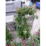 +VAT Large Potted Jasmine