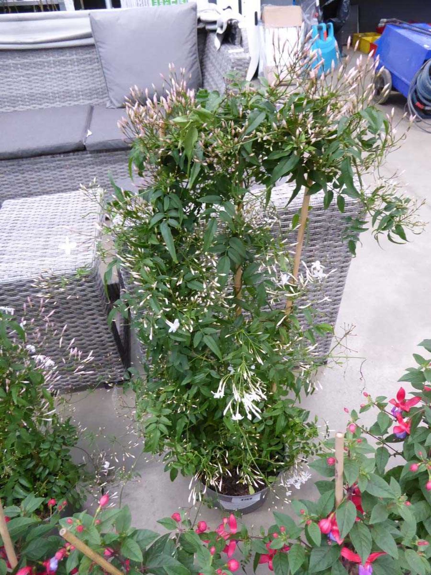 +VAT Large Potted Jasmine