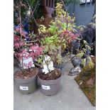 +VAT Potted acer palmatum