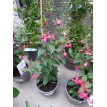 +VAT Potted Fuchsia