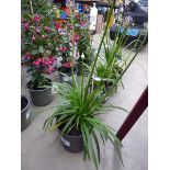 +VAT Potted Agapanthus