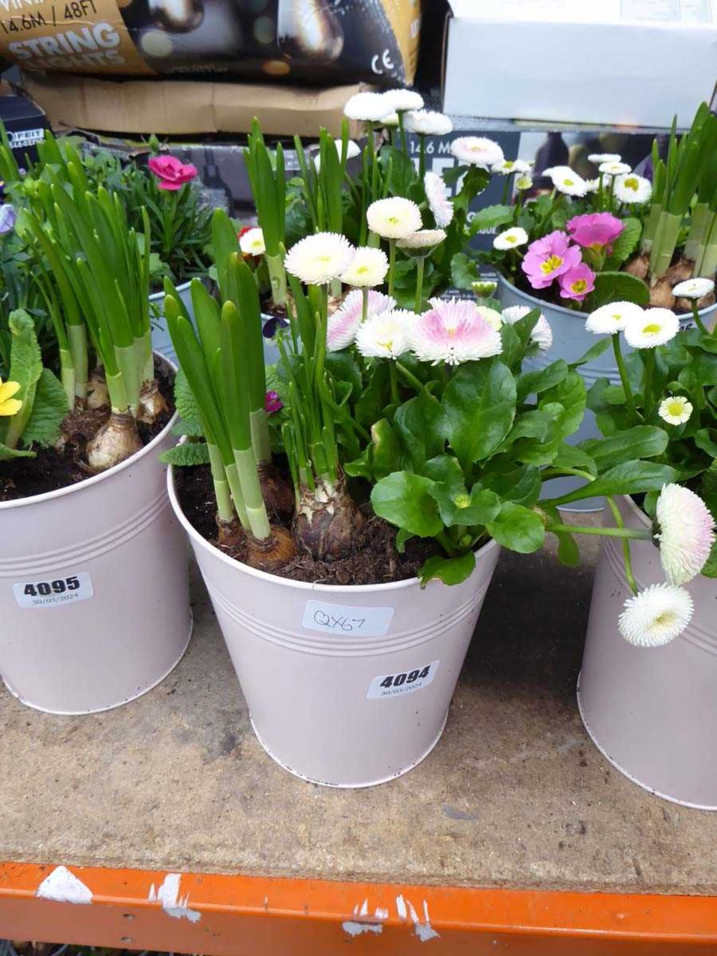 Small pink metal potted bulb arrangement