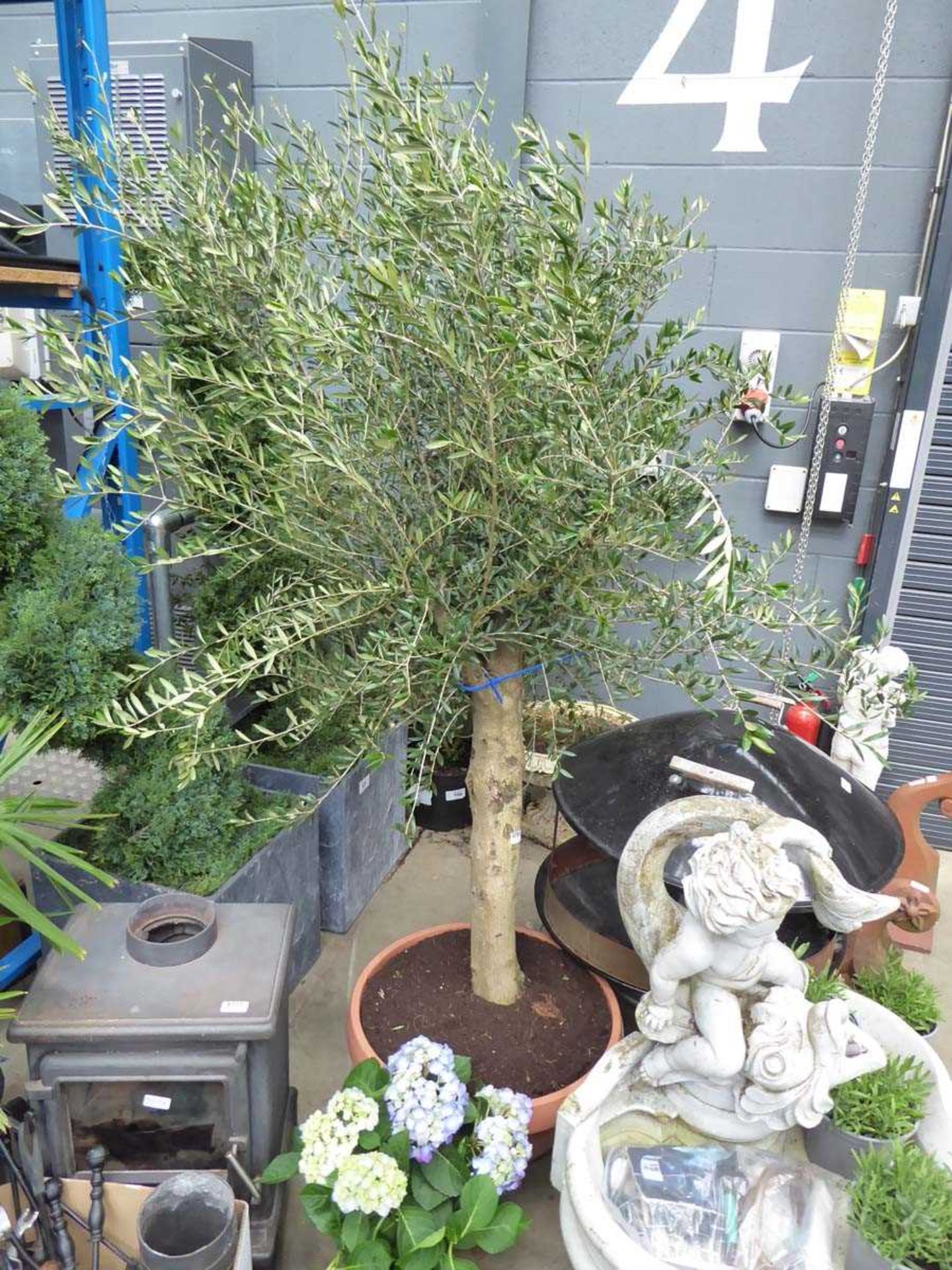 Large Olive Tree