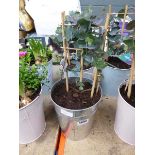 Potted Eucalyptus plant