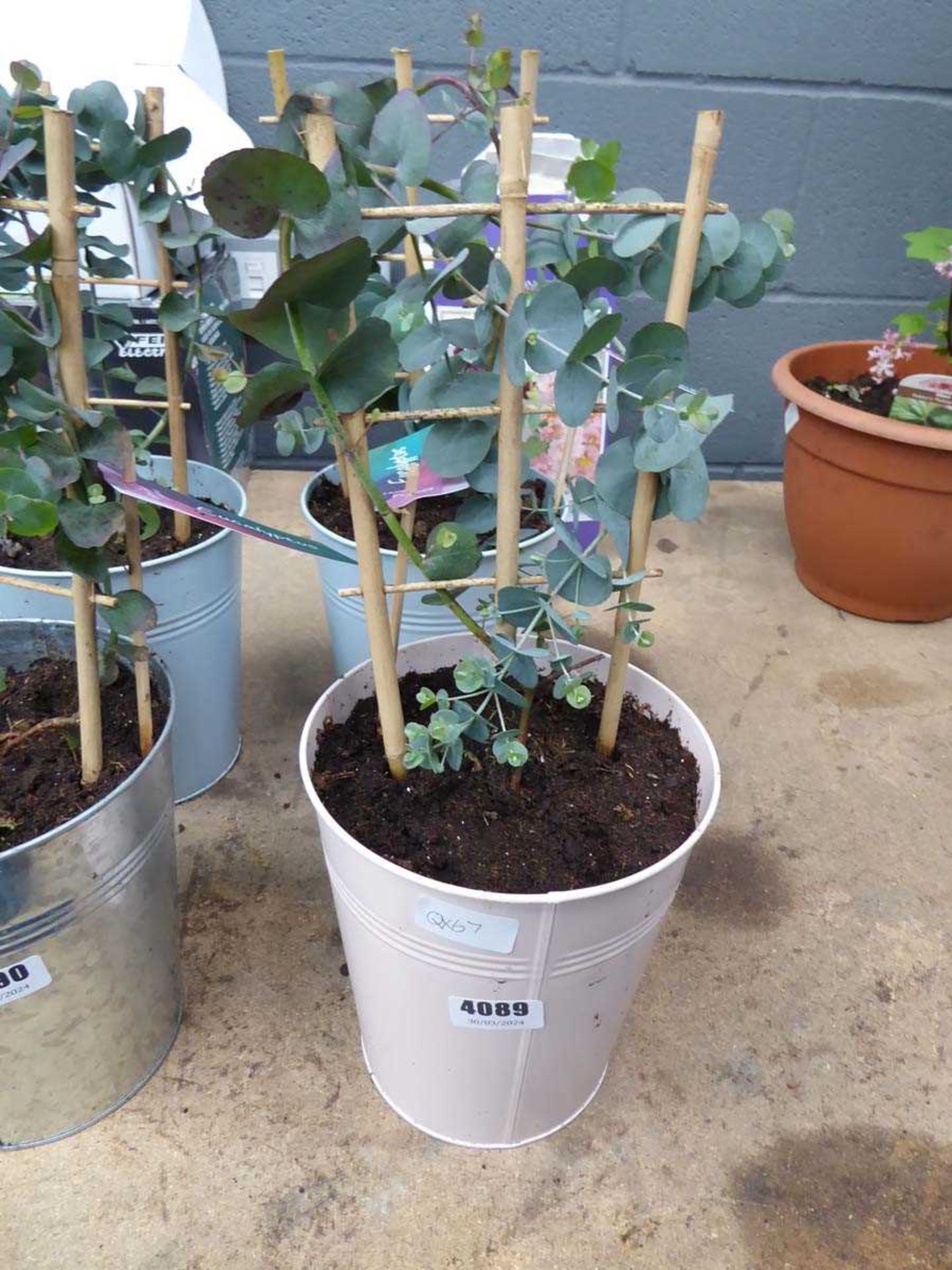 Potted Eucalyptus plant