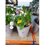 Small pink metal potted bulb arrangement