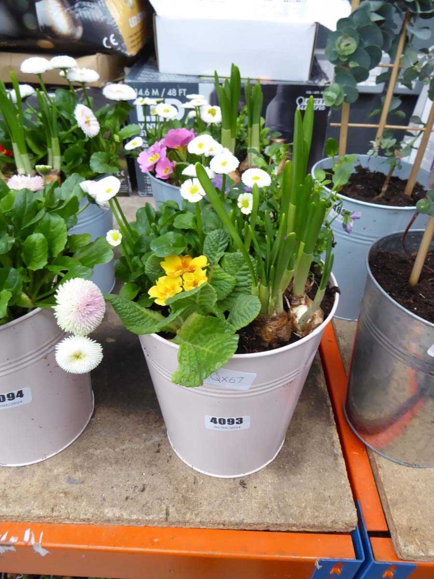 Small pink metal potted bulb arrangement