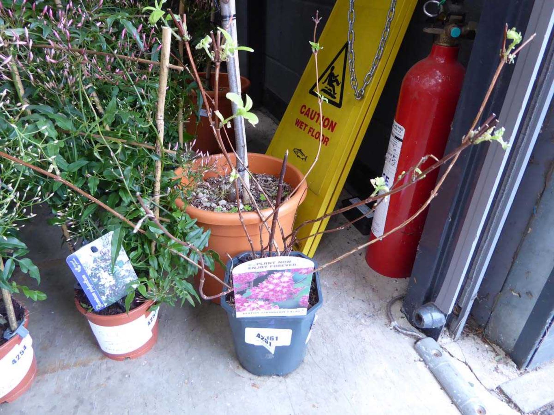 Potted Deutzia