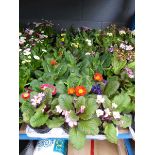 2 trays of Primrose