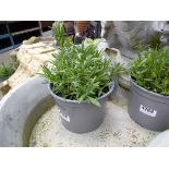 Small potted Lavender