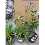 Potted Agapanthus