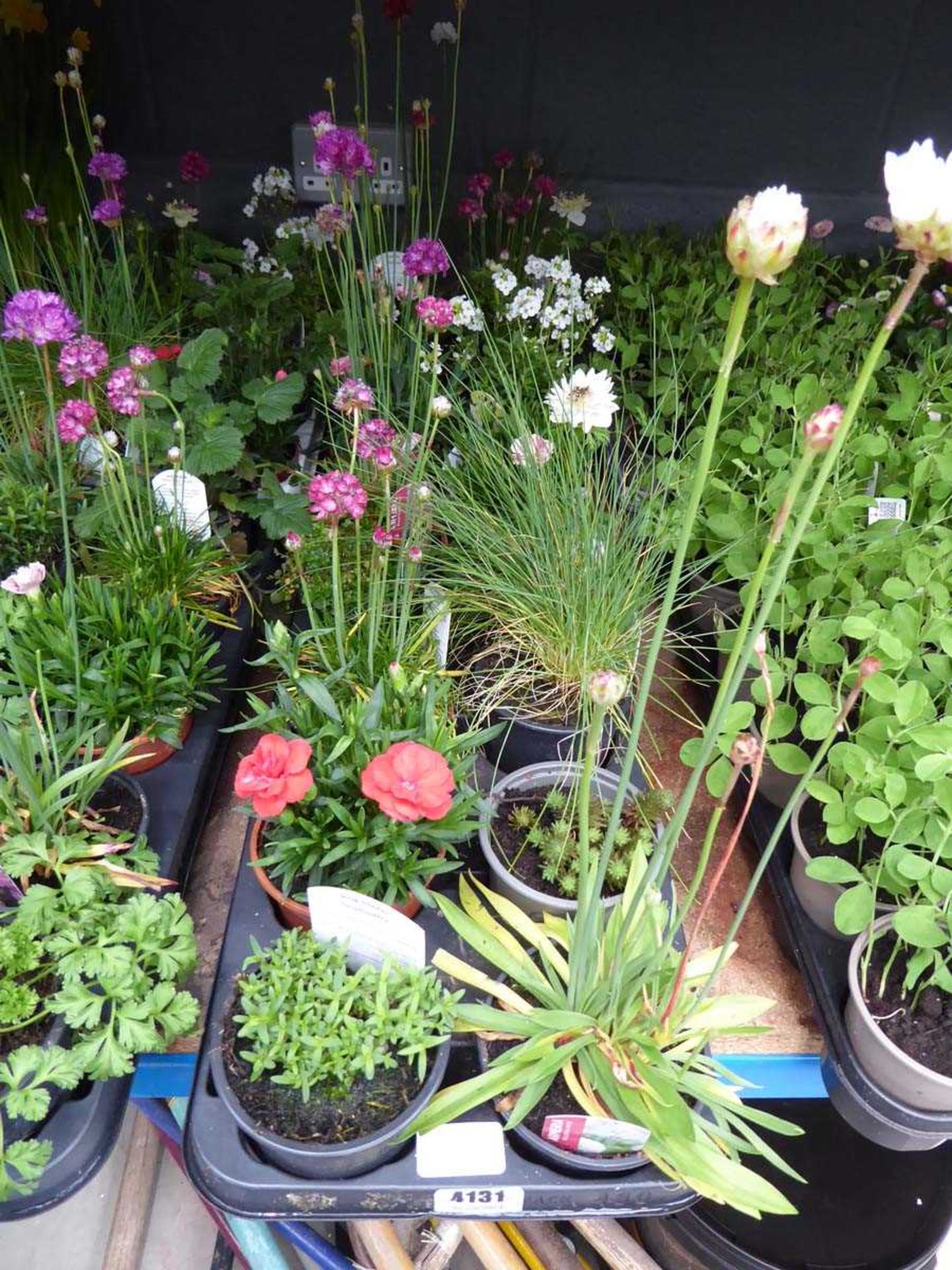 2 trays of assorted plants